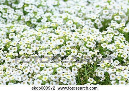 Alyssum flowers View Large Photo Image Stock Image - Alyssum flowers. Fotosearch