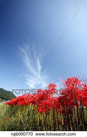 Amaryllidaceae flowers and blue sky View Large Photo Image Stock Image - Amaryllidaceae flowers and blue sky. Fotosearch