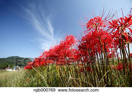Amaryllidaceae flowers and blue sky View Large Photo Image Stock Photo - Amaryllidaceae flowers and blue sky. Fotosearch