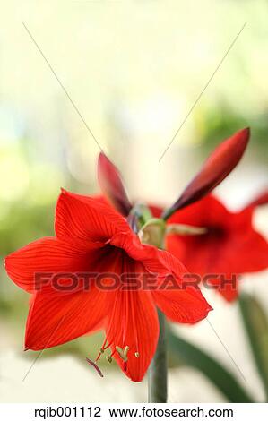 Amaryllis flower View Large Photo Image Stock Image - Amaryllis flower. Fotosearch