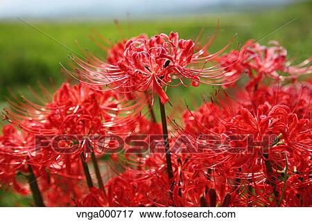Amaryllis flowers View Large Photo Image Stock Photo - Amaryllis flowers. Fotosearch