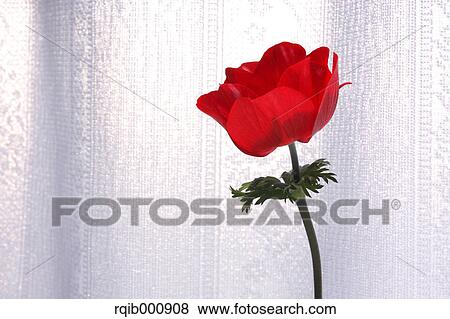 Stock Photo - Anemone. Fotosearch
