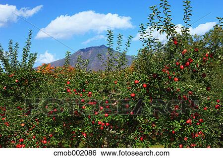 Apple trees at Mount Iwaki, Aomori Prefecture View Large Photo Image Stock Photograph - Apple trees at Mount Iwaki, Aomori Prefecture. Fotosearch