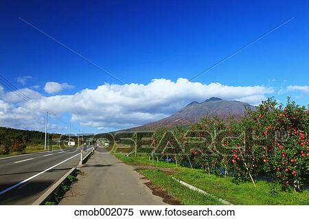 Stock Photography - Apple trees in Hirosaki, Aomori Prefecture. Fotosearch