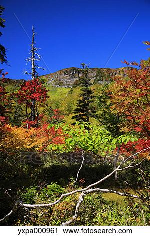 Stock Image - Autumn colors, Hokkaido. Fotosearch