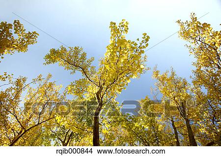 Picture - Autumn leaves and blue sky. Fotosearch