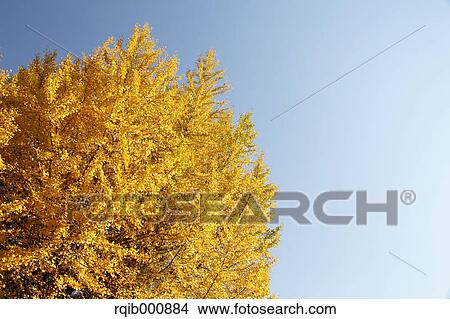 Autumn leaves and blue sky View Large Photo Image Picture - Autumn leaves and blue sky. Fotosearch