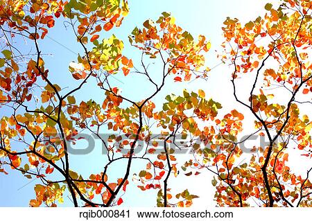 Stock Image - Autumn leaves and blue sky. Fotosearch
