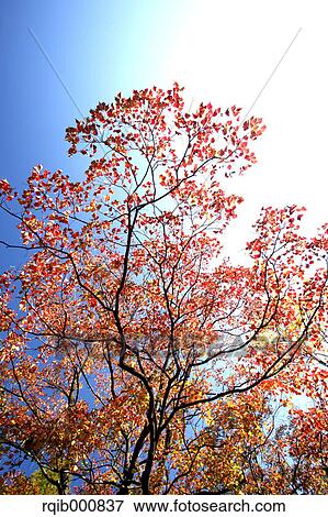 Autumn leaves and blue sky View Large Photo Image Stock Photo - Autumn leaves and blue sky. Fotosearch