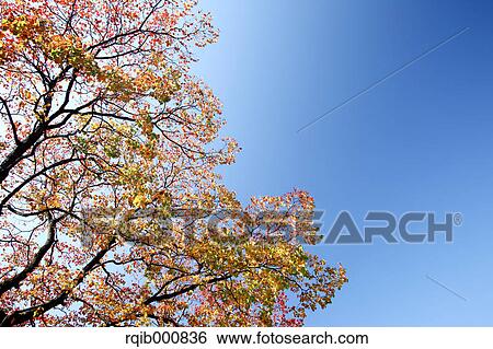 Stock Photograph - Autumn leaves and blue sky. Fotosearch