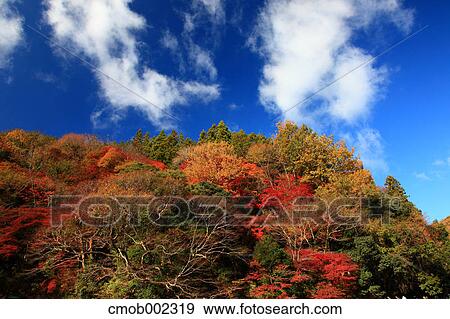 Autumn leaves and blue sky with clouds View Large Photo Image Stock Photo - Autumn leaves and blue sky with clouds. Fotosearch