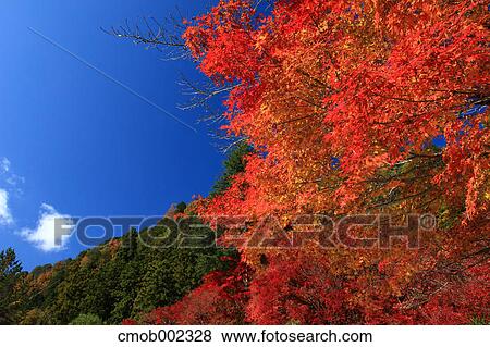 Autumn leaves and blue sky with clouds View Large Photo Image Stock Photo - Autumn leaves and blue sky with clouds. Fotosearch