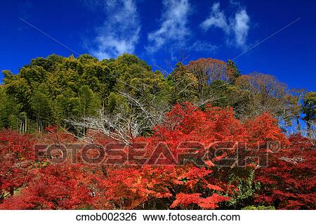 Autumn leaves and blue sky with clouds View Large Photo Image Stock Photograph - Autumn leaves and blue sky with clouds. Fotosearch