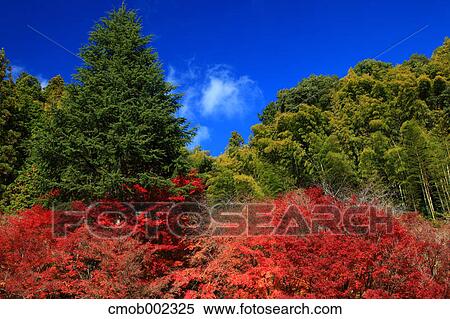 Autumn leaves and blue sky with clouds View Large Photo Image Stock Photography - Autumn leaves and blue sky with clouds. Fotosearch
