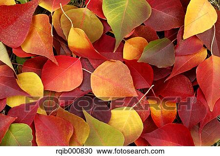 Stock Image - Autumn leaves. Fotosearch