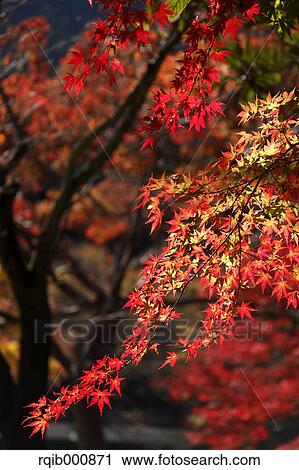 Stock Image - Autumn leaves. Fotosearch