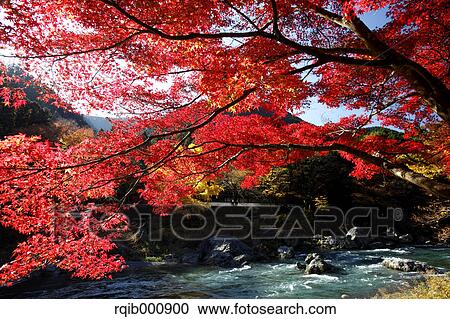 Autumn leaves View Large Photo Image Stock Image - Autumn leaves. Fotosearch