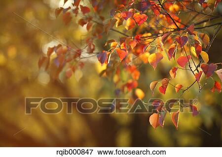 Autumn leaves View Large Photo Image Stock Photo - Autumn leaves. Fotosearch