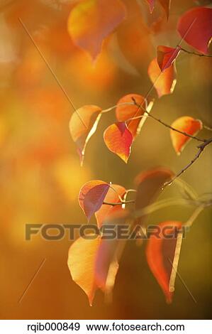 Stock Photo - Autumn leaves. Fotosearch