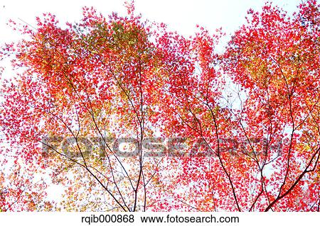 Autumn leaves View Large Photo Image Stock Photo - Autumn leaves. Fotosearch