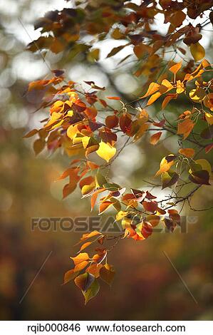 Autumn leaves View Large Photo Image Stock Photograph - Autumn leaves. Fotosearch