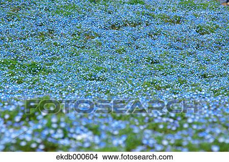 Picture - Baby blue-eyes flowers, Ibaraki Prefecture. Fotosearch