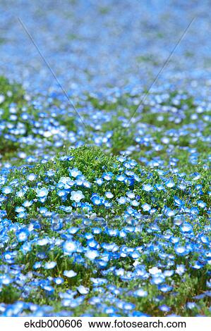 Baby blue-eyes flowers, Ibaraki Prefecture View Large Photo Image Stock Photograph - Baby blue-eyes flowers, Ibaraki Prefecture. Fotosearch