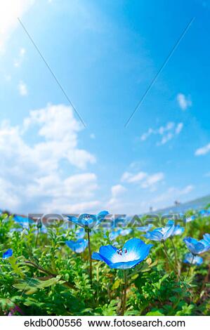 Baby blue-eyes flowers View Large Photo Image Stock Photograph - Baby blue-eyes flowers. Fotosearch