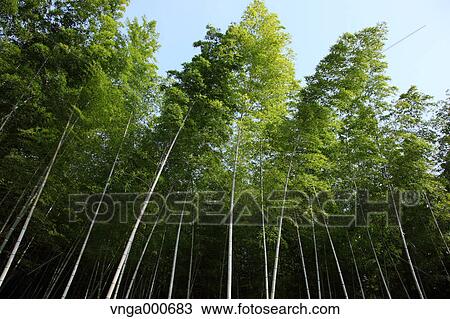 Bamboo forest View Large Photo Image Stock Image - Bamboo forest. Fotosearch