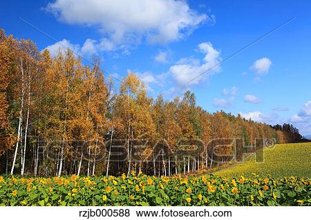 Stock Photo - Birch forest in Biei, Hokkaido. Fotosearch