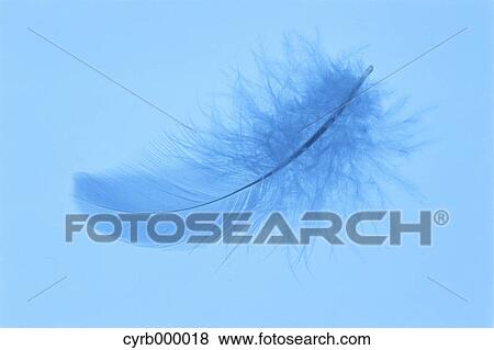 Stock Photo - Blue feather on blue background. Fotosearch