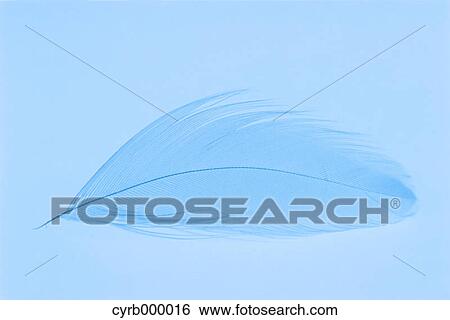 Blue feather on blue background View Large Photo Image Stock Photograph - Blue feather on blue background. Fotosearch