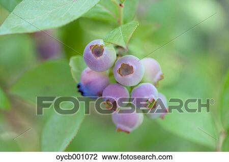 Blueberries, Aichi Prefecture View Large Photo Image Stock Image - Blueberries, Aichi Prefecture. Fotosearch