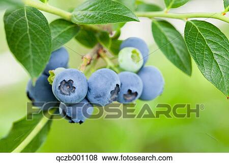 Blueberries View Large Photo Image Stock Photo - Blueberries. Fotosearch