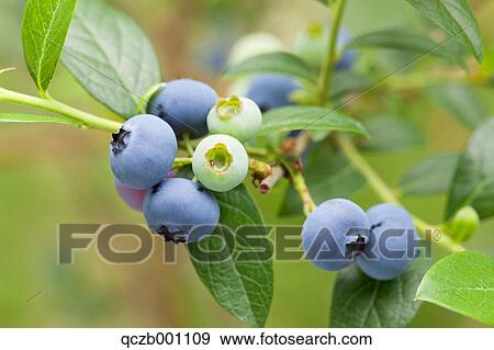 Blueberries View Large Photo Image Stock Photo - Blueberries. Fotosearch