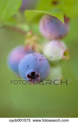 Stock Image - Blueberry, Aichi Prefecture. Fotosearch
