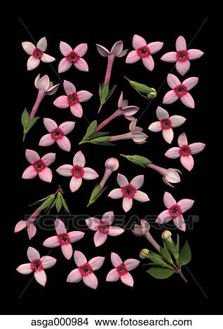 Bouvardia flowers on black background View Large Photo Image Picture - Bouvardia flowers on black background. Fotosearch