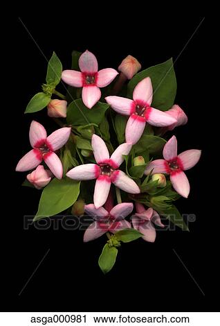 Stock Image - Bouvardia flowers on black background. Fotosearch