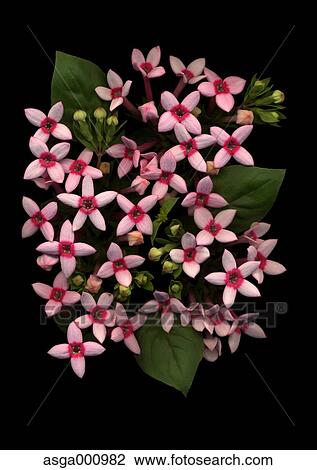 Bouvardia flowers on black background View Large Photo Image Stock Image - Bouvardia flowers on black background. Fotosearch