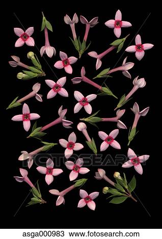 Bouvardia flowers on black background View Large Photo Image Stock Image - Bouvardia flowers on black background. Fotosearch
