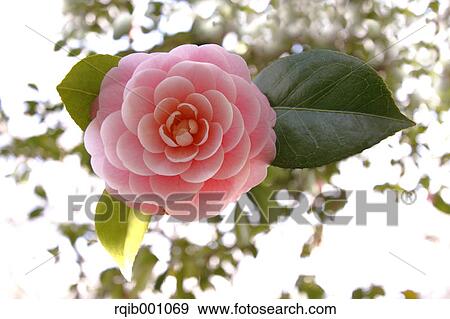 Camellia flower View Large Photo Image Stock Photo - Camellia flower. Fotosearch