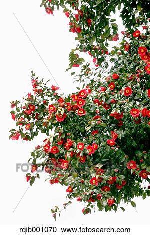 Camellia flowers View Large Photo Image Stock Image - Camellia flowers. Fotosearch