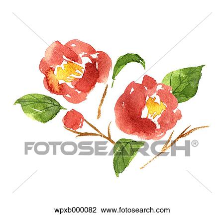 Stock Image - Camellia illustration. Fotosearch