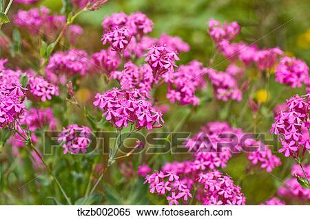 Stock Photography - Catchfly flowers. Fotosearch