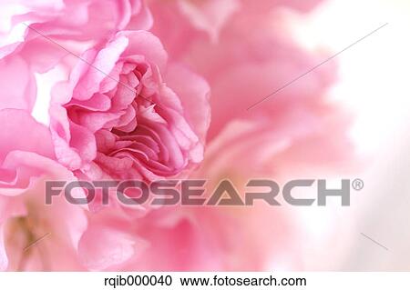 Cherry blossom View Large Photo Image Stock Image - Cherry blossom. Fotosearch
