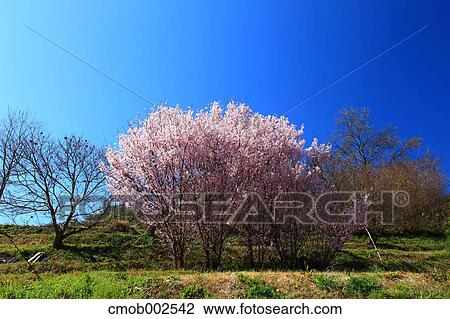 Cherry blossoms and blue sky in Asuka, Nara Prefecture View Large Photo Image Stock Image - Cherry blossoms and blue sky in Asuka, Nara Prefecture. Fotosearch
