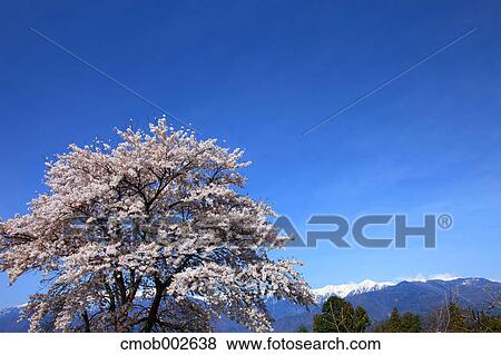 Cherry blossoms and blue sky in Komagane, Nagano Prefecture View Large Photo Image Stock Photo - Cherry blossoms and blue sky in Komagane, Nagano Prefecture. Fotosearch