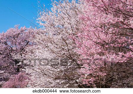 Cherry blossoms and blue sky View Large Photo Image Picture - Cherry blossoms and blue sky. Fotosearch