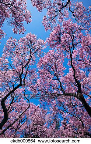 Cherry blossoms and blue sky View Large Photo Image Picture - Cherry blossoms and blue sky. Fotosearch