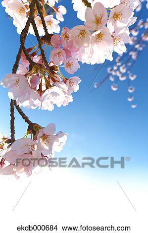 Picture - Cherry blossoms and blue sky. Fotosearch